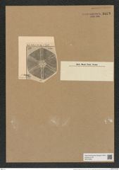 Actinoptychus hungaricus Pant. (de-Toni-Nr.: Genus 227, Species 5548) Zeichnungen Sammlung Grunow Nr. 9578 (NHMW-BOT-W0379390)